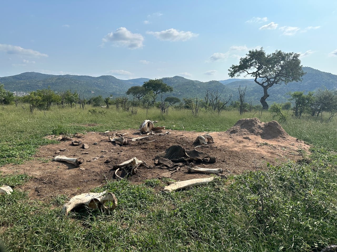 default-6441 a picture shows a large bare patch of ground covered in elephant bones
