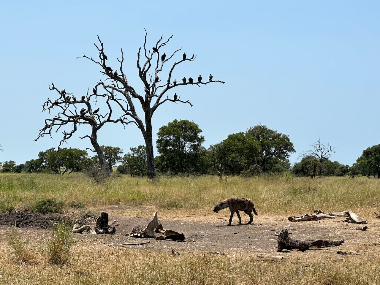 default-6442 A picture of a scavenger, a hyena, near the site of an elephant carcass