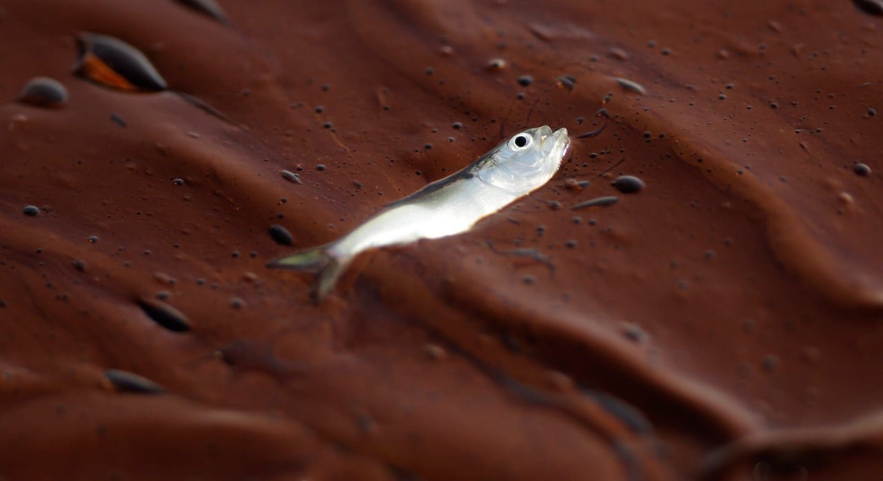 A white fish with a big eye floats dead on top of a brown oil slick.